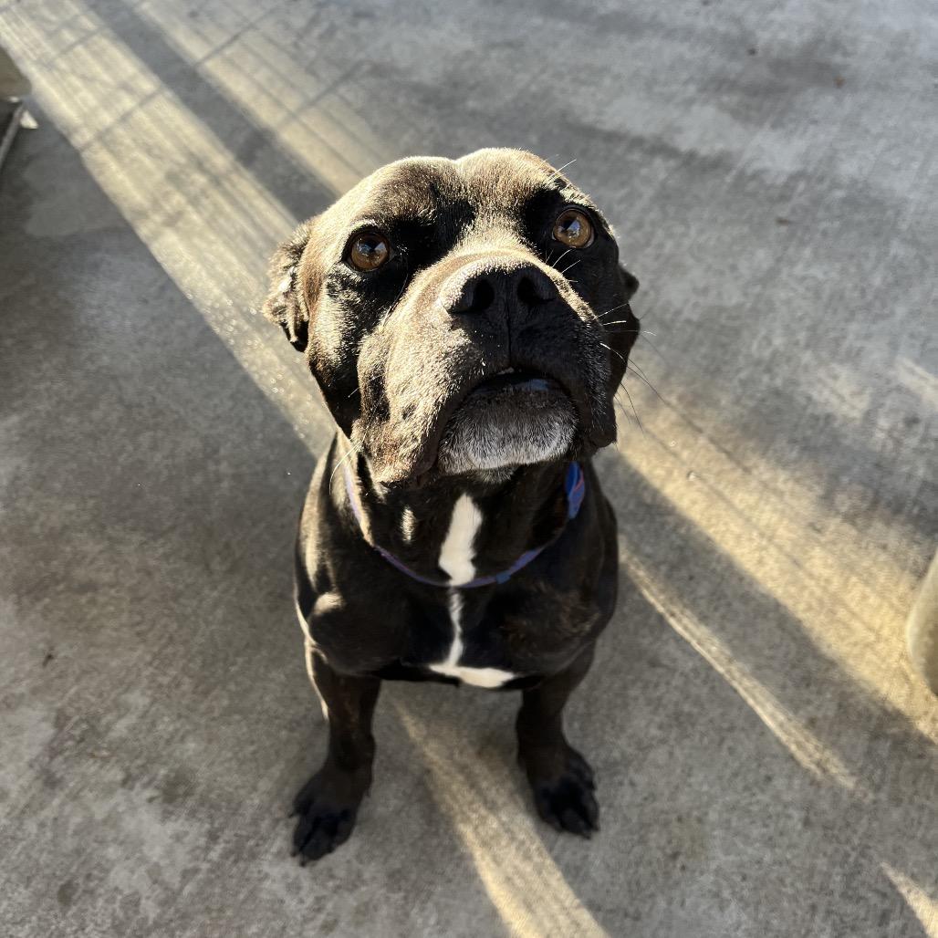 Black Jack, a Adoptable mixed breed in Smithfield, NC image 2/6