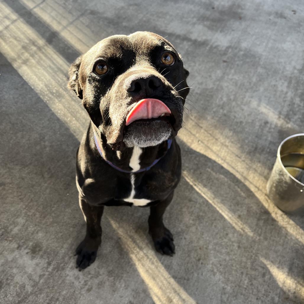 Black Jack, a Adoptable mixed breed in Smithfield, NC image 3/6