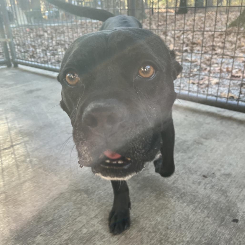 Black Jack, a Adoptable mixed breed in Smithfield, NC image 6/6