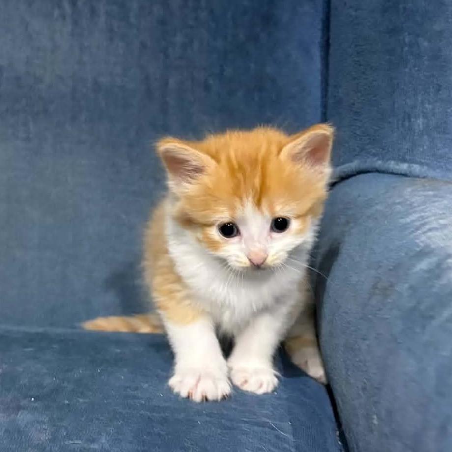 Hamlin, Adoptable, Kitten Female Domestic Long Hair.