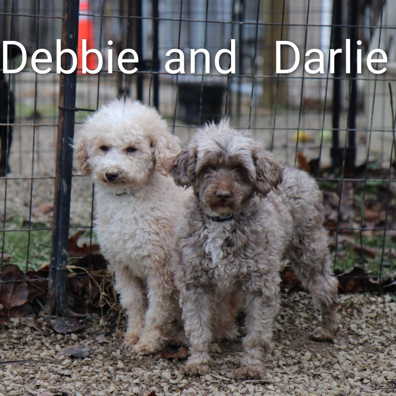 Debbie thumbnail 2
