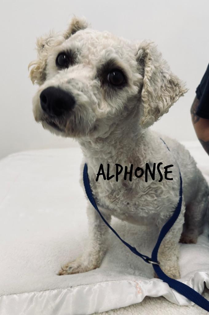 Alphonse, Adoptable, Adult Male Bichon Frise.
