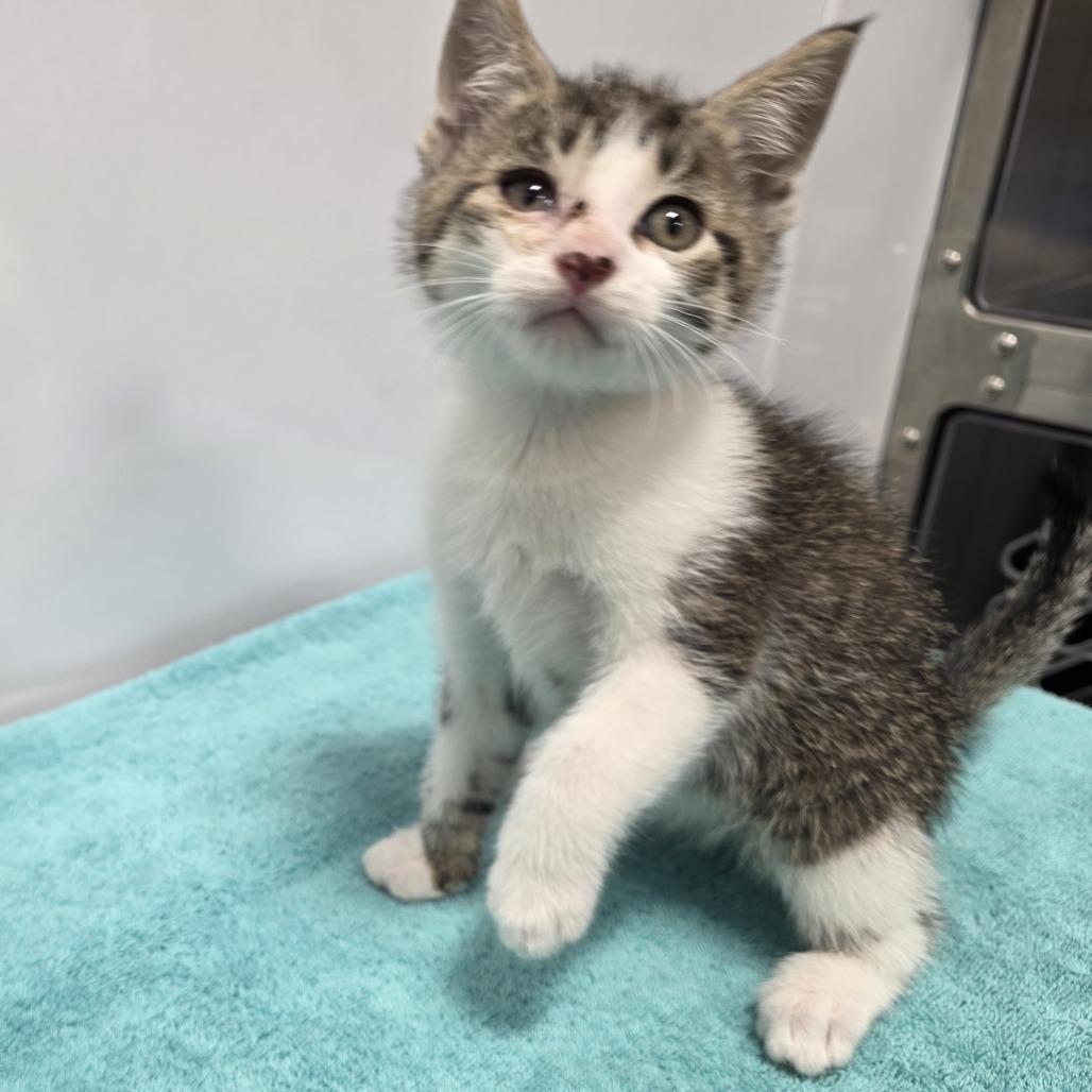 Enlarge John Cena, a Adoptable Domestic Short Hair in Fort Wayne, IN image 1/2