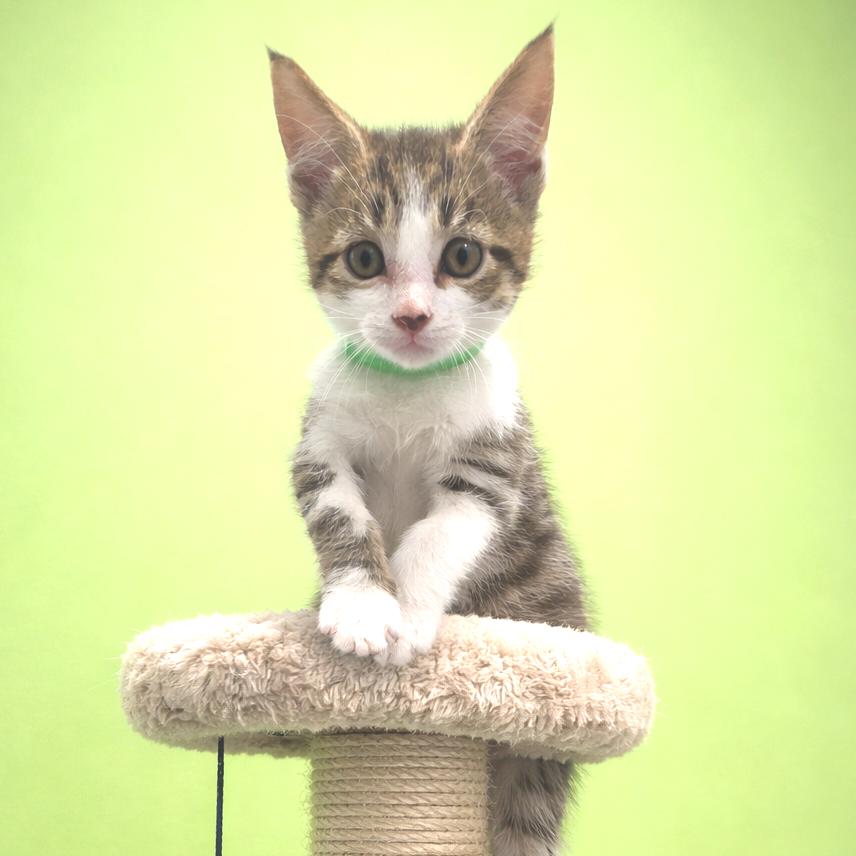 Enlarge John Cena, a Adoptable Domestic Short Hair in Fort Wayne, IN image 2/2