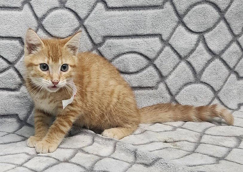 260862 Dolly Parton, a Adopted Domestic Short Hair in Wetumpka, AL image 1/3