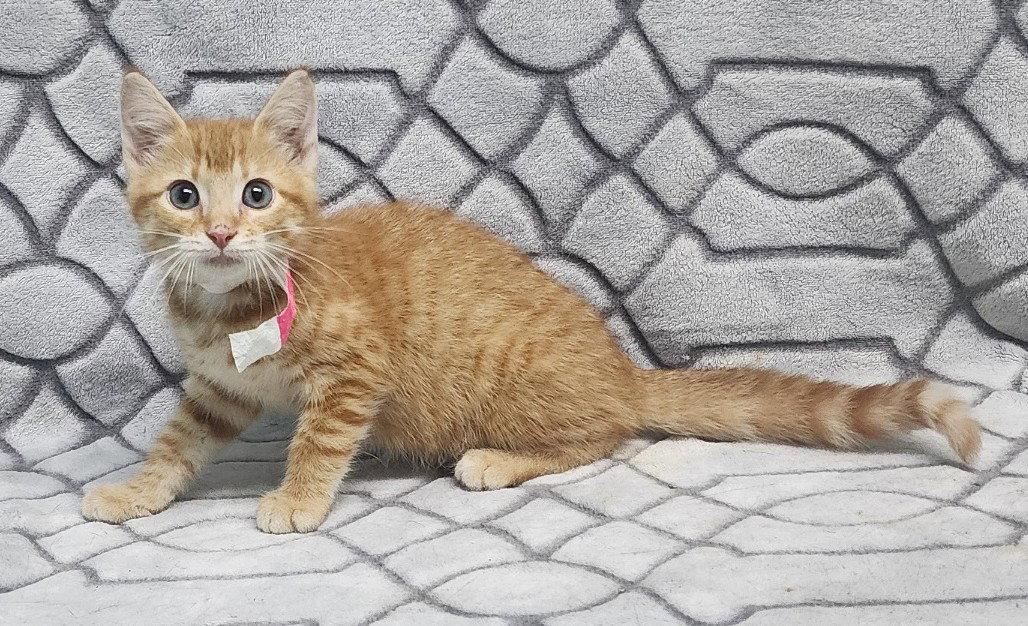 260862 Dolly Parton, a Adopted Domestic Short Hair in Wetumpka, AL image 2/3