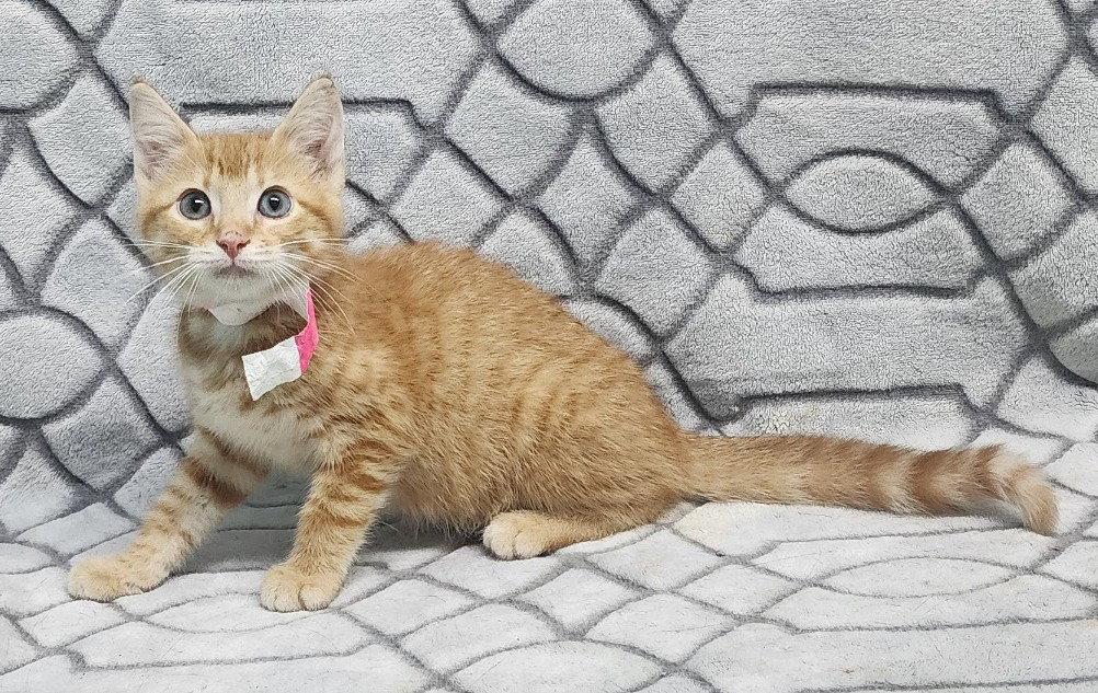 260862 Dolly Parton, a Adopted Domestic Short Hair in Wetumpka, AL image 3/3