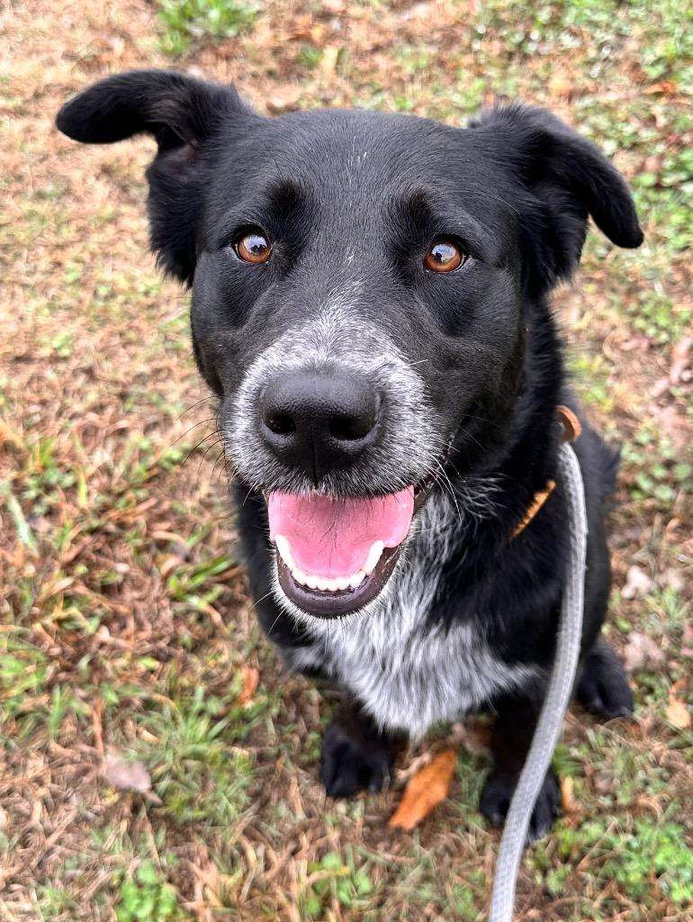Enlarge Quigley, a Adoptable mixed breed in Newcastle, OK image 2/2