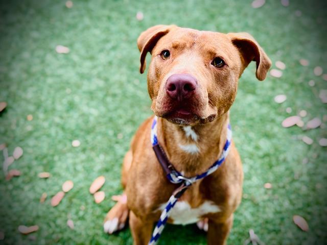 Enlarge EDUARDO ROGELIO, a Adoptable mixed breed in Orlando, FL image 1/1