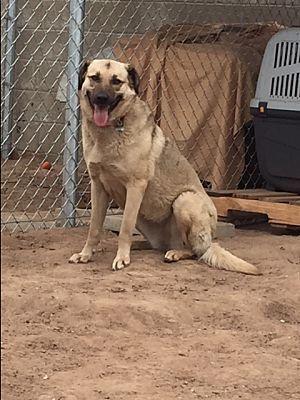 Enlarge Lady, a Adoptable Anatolian Shepherd in Bonita, CA image 1/3
