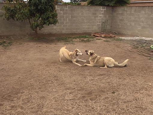 Enlarge Lady, a Adoptable Anatolian Shepherd in Bonita, CA image 2/3