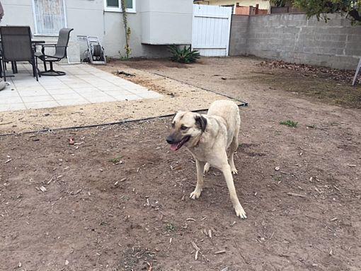 Enlarge Lady, a Adoptable Anatolian Shepherd in Bonita, CA image 3/3