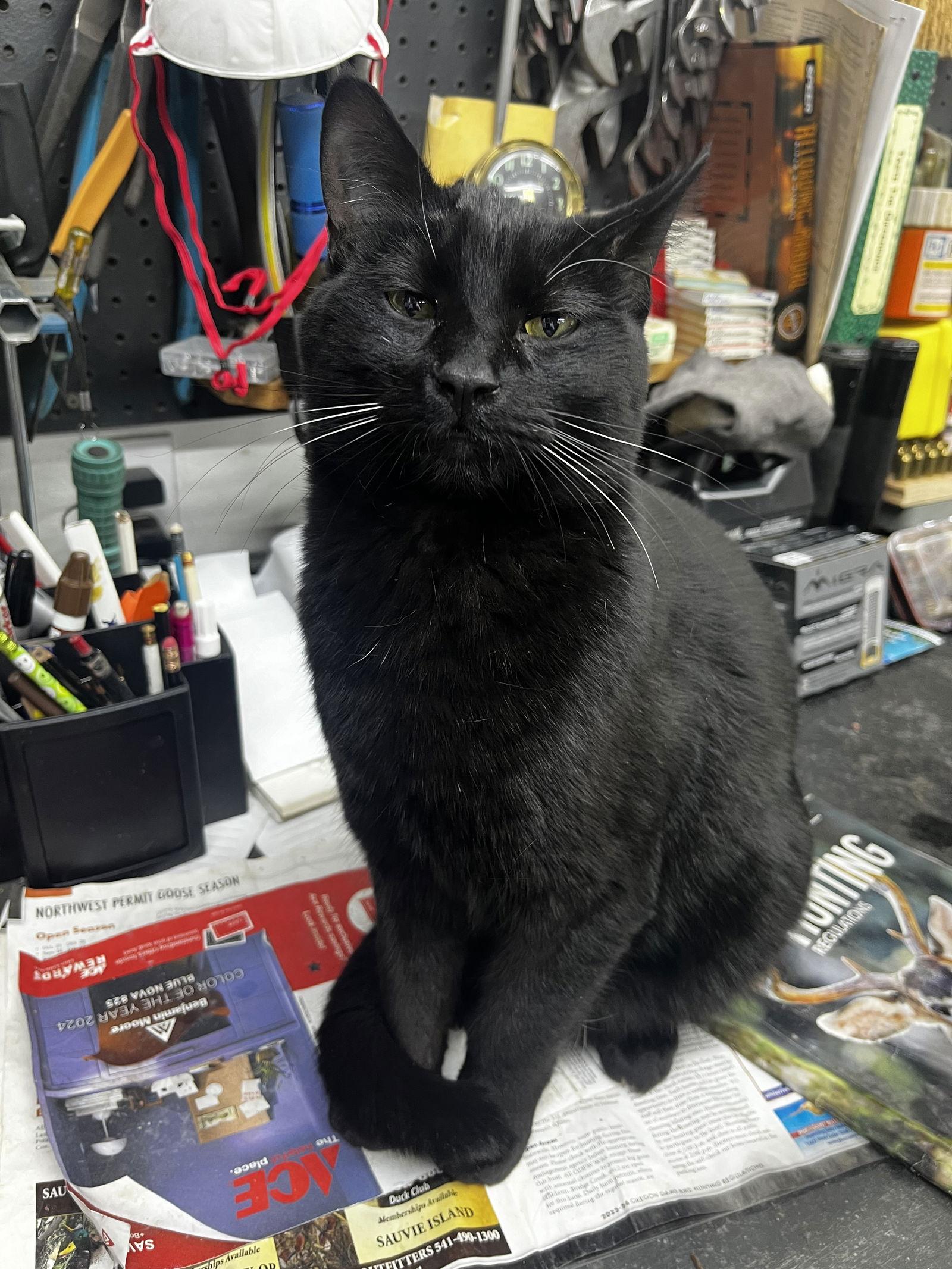 Enlarge DOLLY & SMOKEY #1820 - Offered by Owner - Outside, a Adoptable Domestic Short Hair in Hillsboro, OR image 1/2