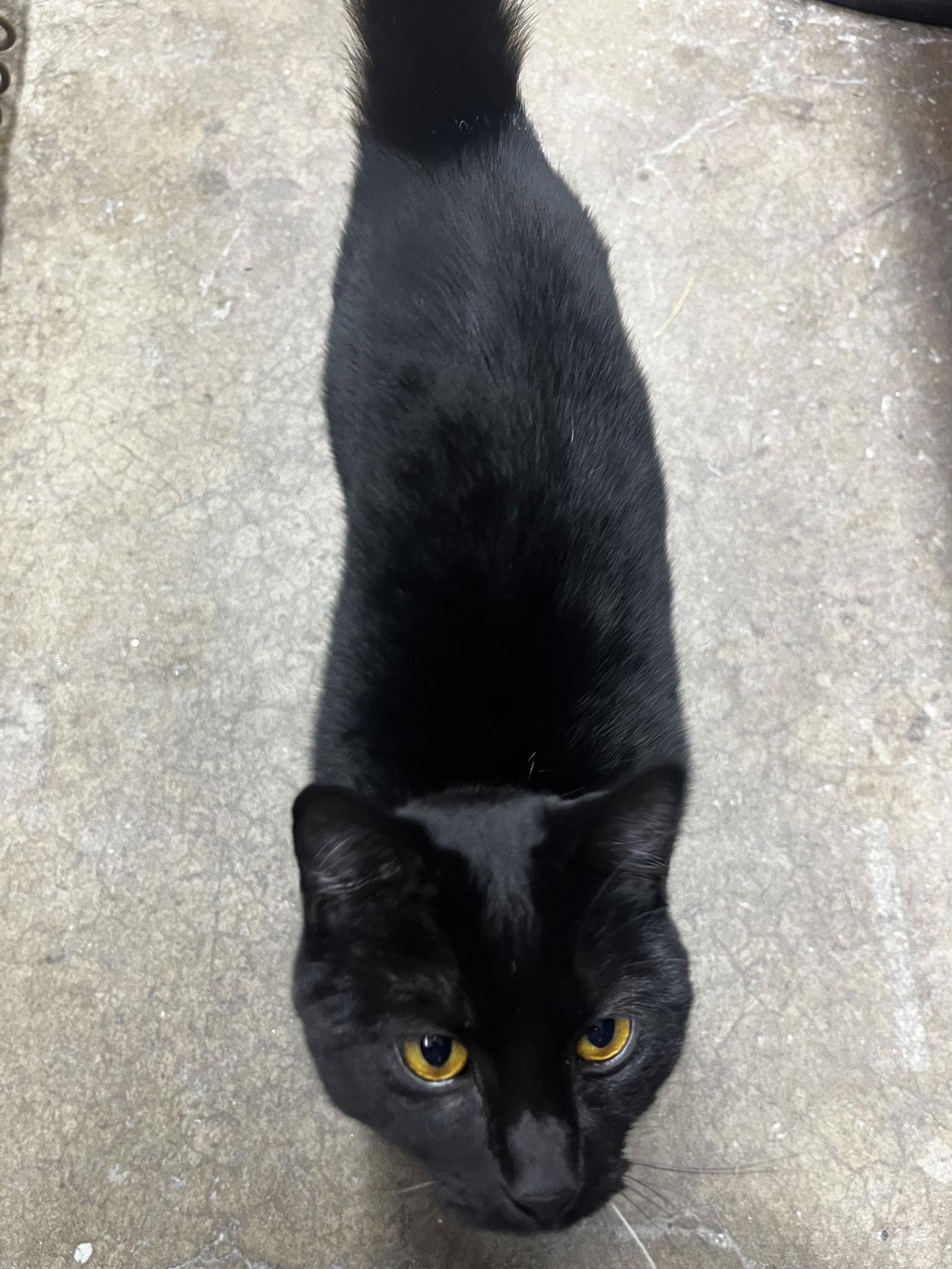 Enlarge DOLLY & SMOKEY #1820 - Offered by Owner - Outside, a Adoptable Domestic Short Hair in Hillsboro, OR image 2/2