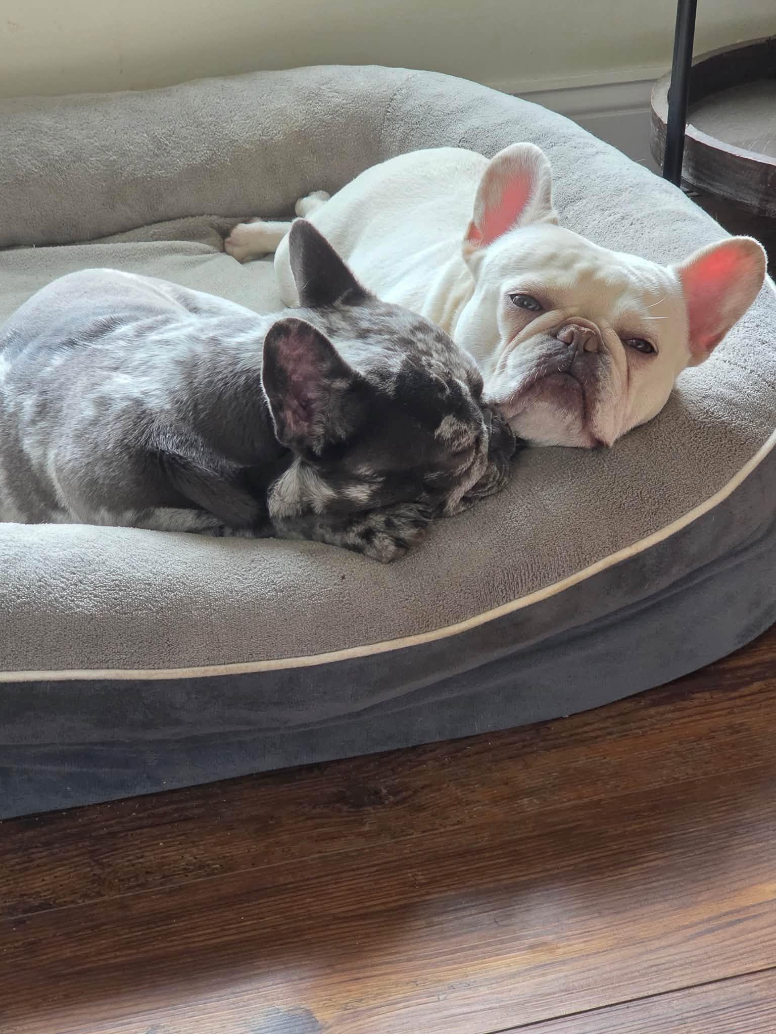 Enlarge Pickles & Moo Moo, a Adoptable French Bulldog in Belmar, NJ image 2/6