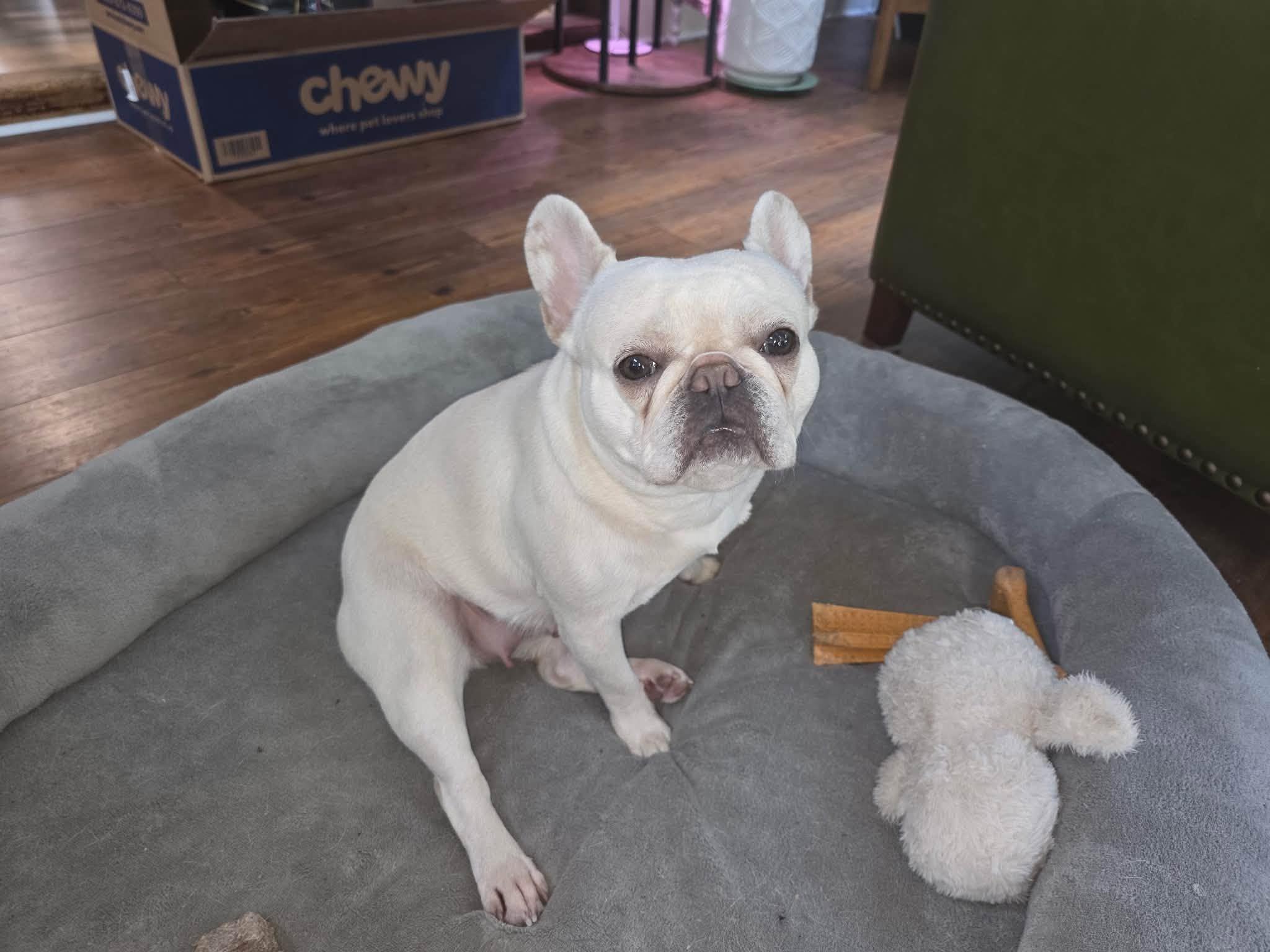 Enlarge Pickles & Moo Moo, a Adoptable French Bulldog in Belmar, NJ image 4/6