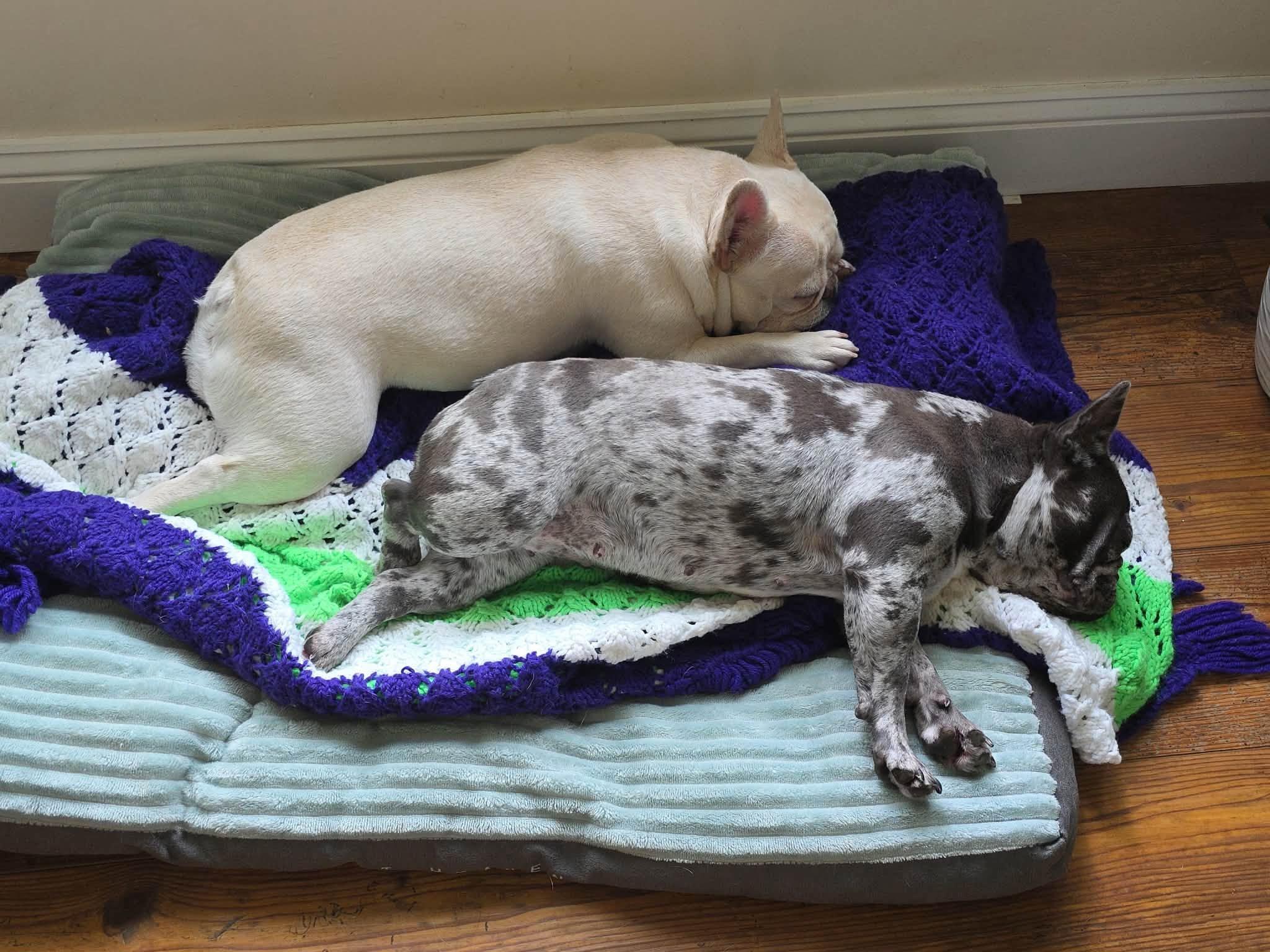 Enlarge Pickles & Moo Moo, a Adoptable French Bulldog in Belmar, NJ image 3/6