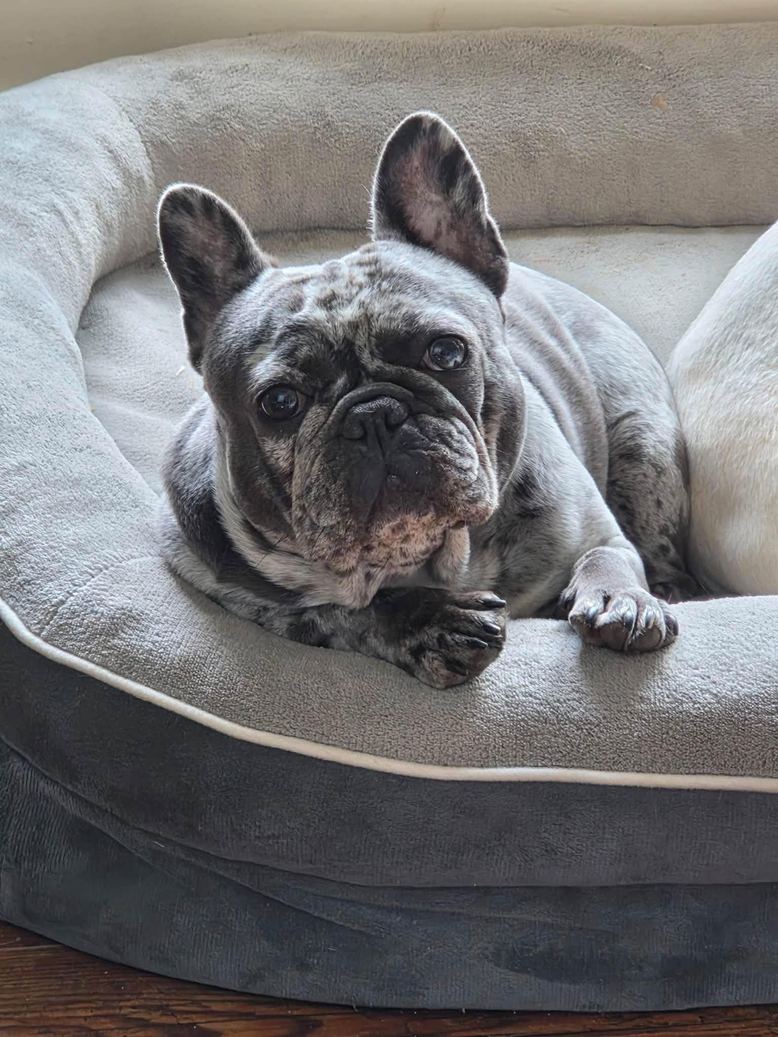 Enlarge Pickles & Moo Moo, a Adoptable French Bulldog in Belmar, NJ image 5/6