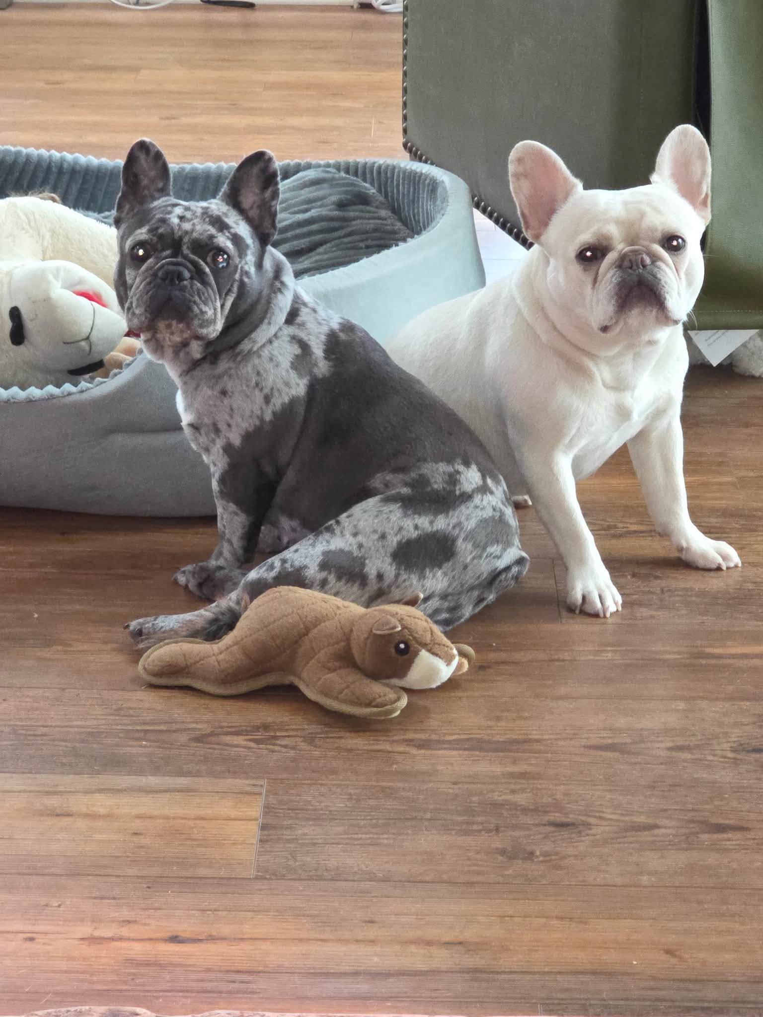 Pickles & Moo Moo, Adoptable, Young Female French Bulldog.