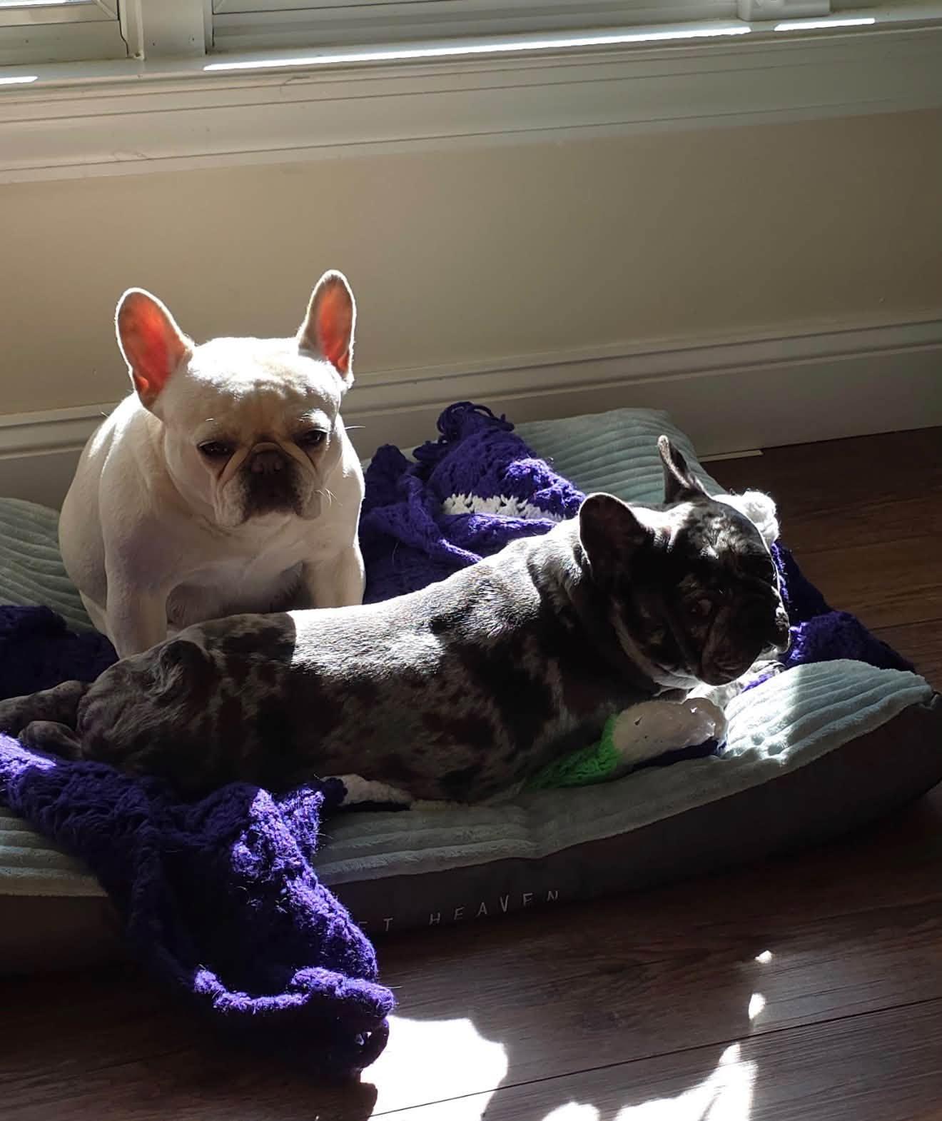 Enlarge Pickles & Moo Moo, a Adoptable French Bulldog in Belmar, NJ image 6/6