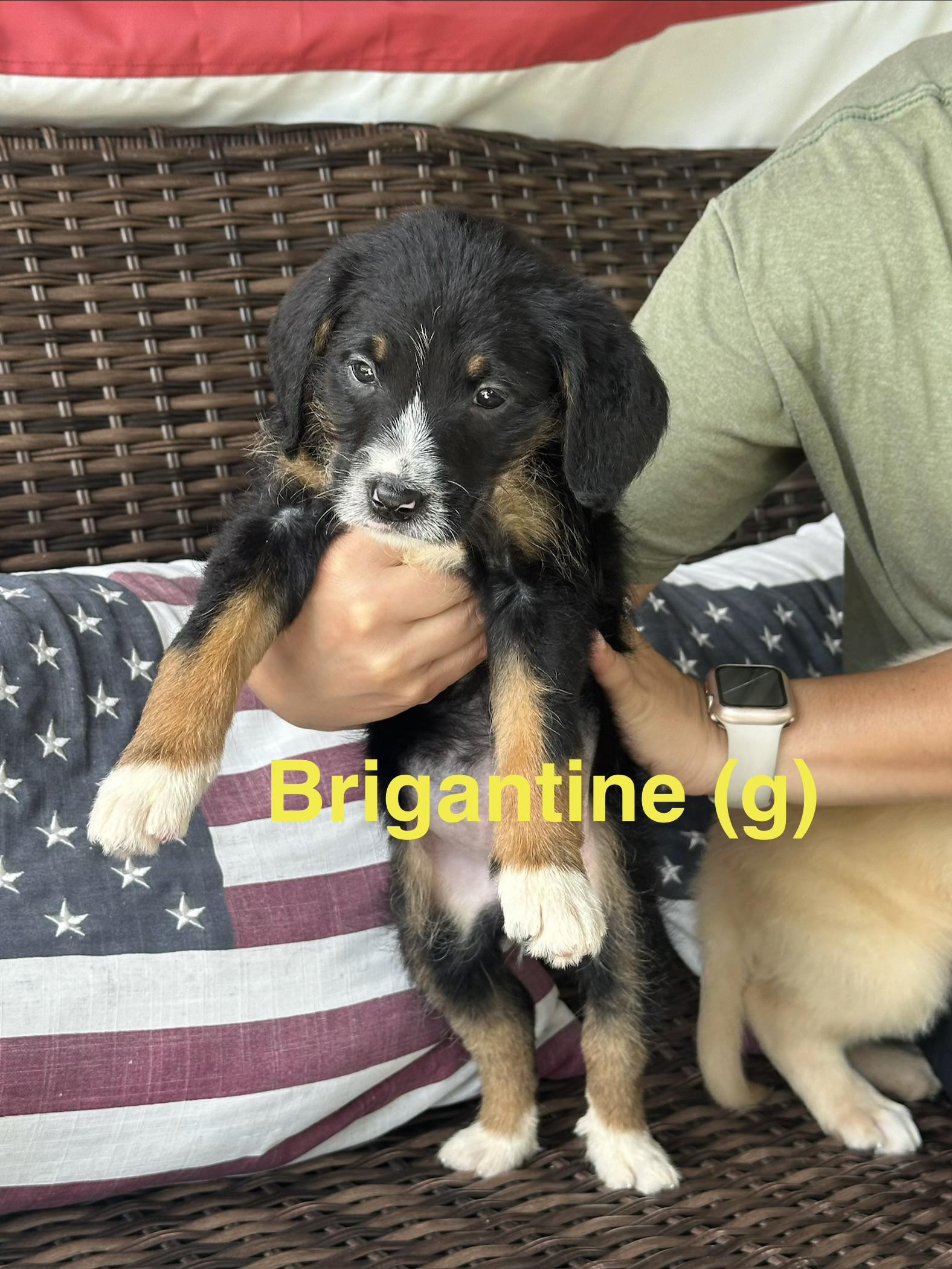 Brigantine, adopted, Puppy Female Bernadoodle & Labradoodle.