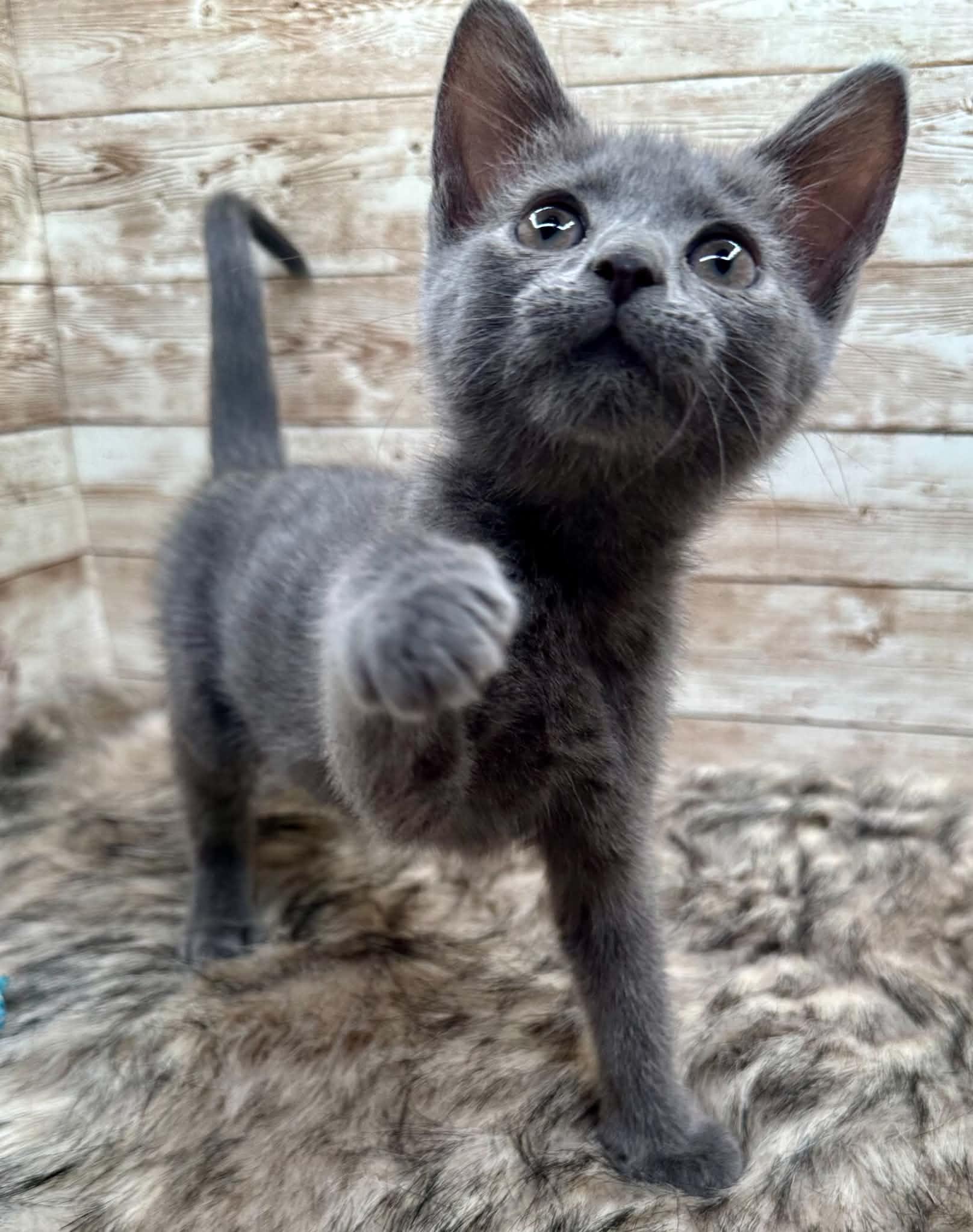 Enlarge Rumi, a ADOPTABLE Domestic Short Hair in Lexington, KY image 1/4