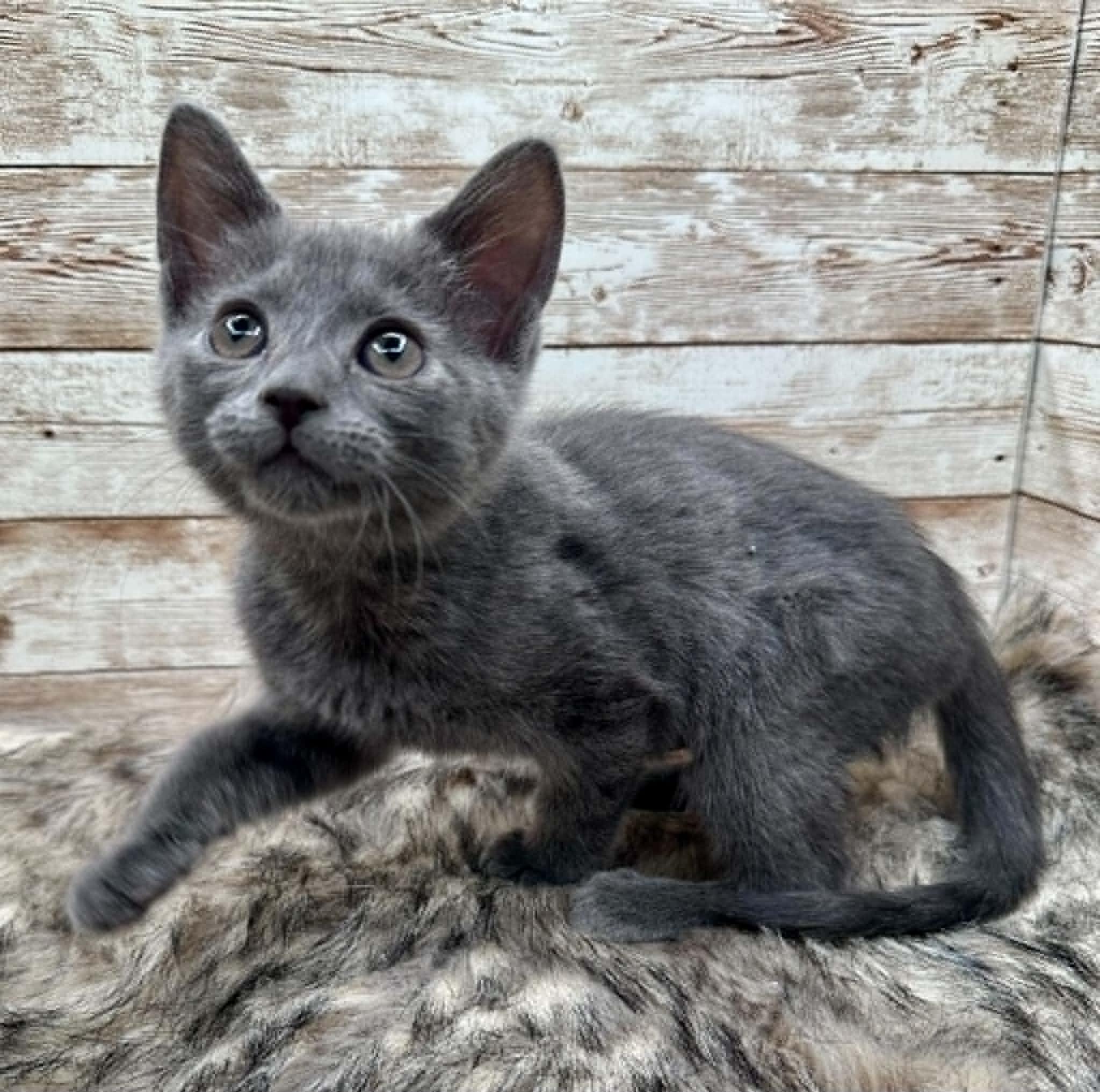 Enlarge Rumi, a ADOPTABLE Domestic Short Hair in Lexington, KY image 2/4