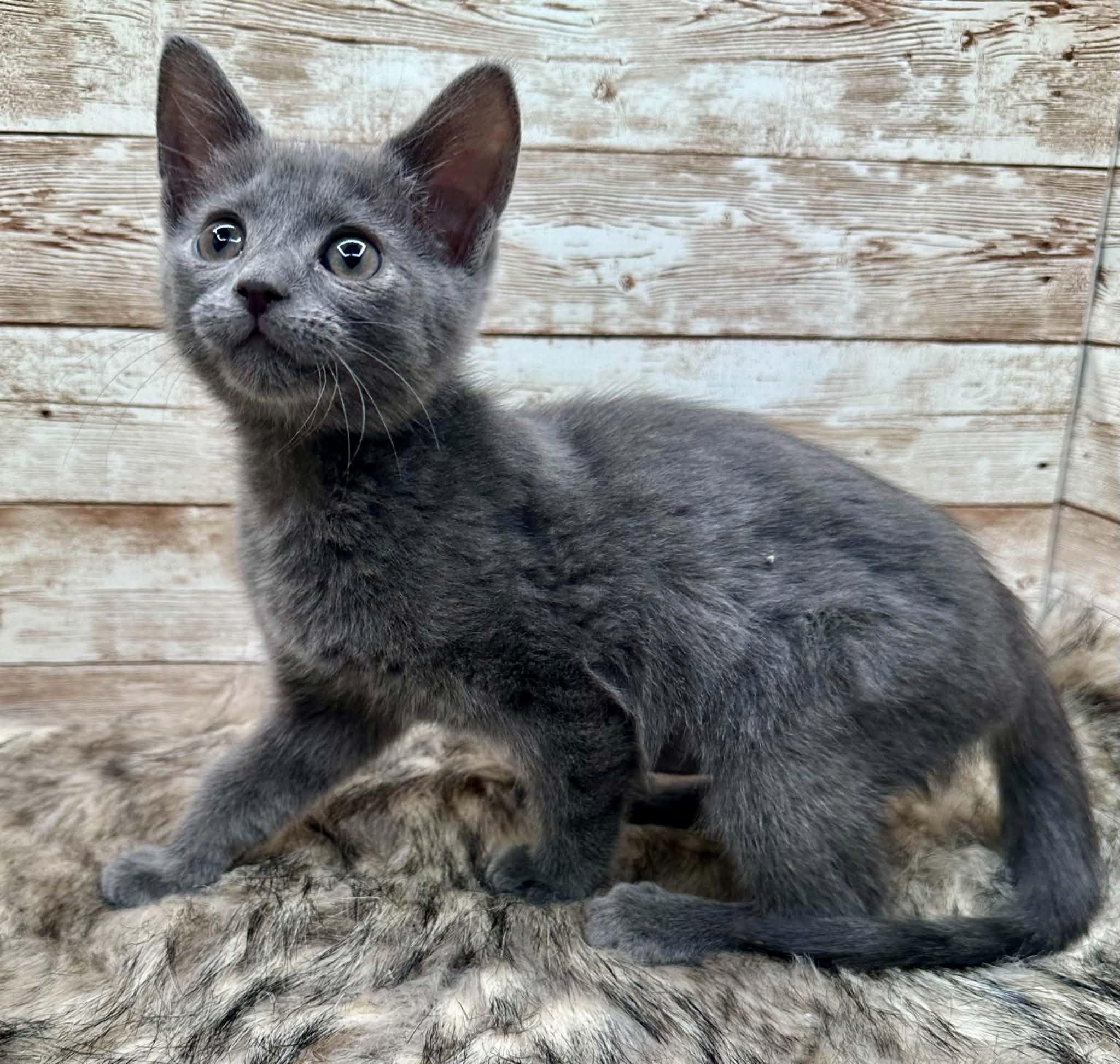 Enlarge Rumi, a ADOPTABLE Domestic Short Hair in Lexington, KY image 4/4