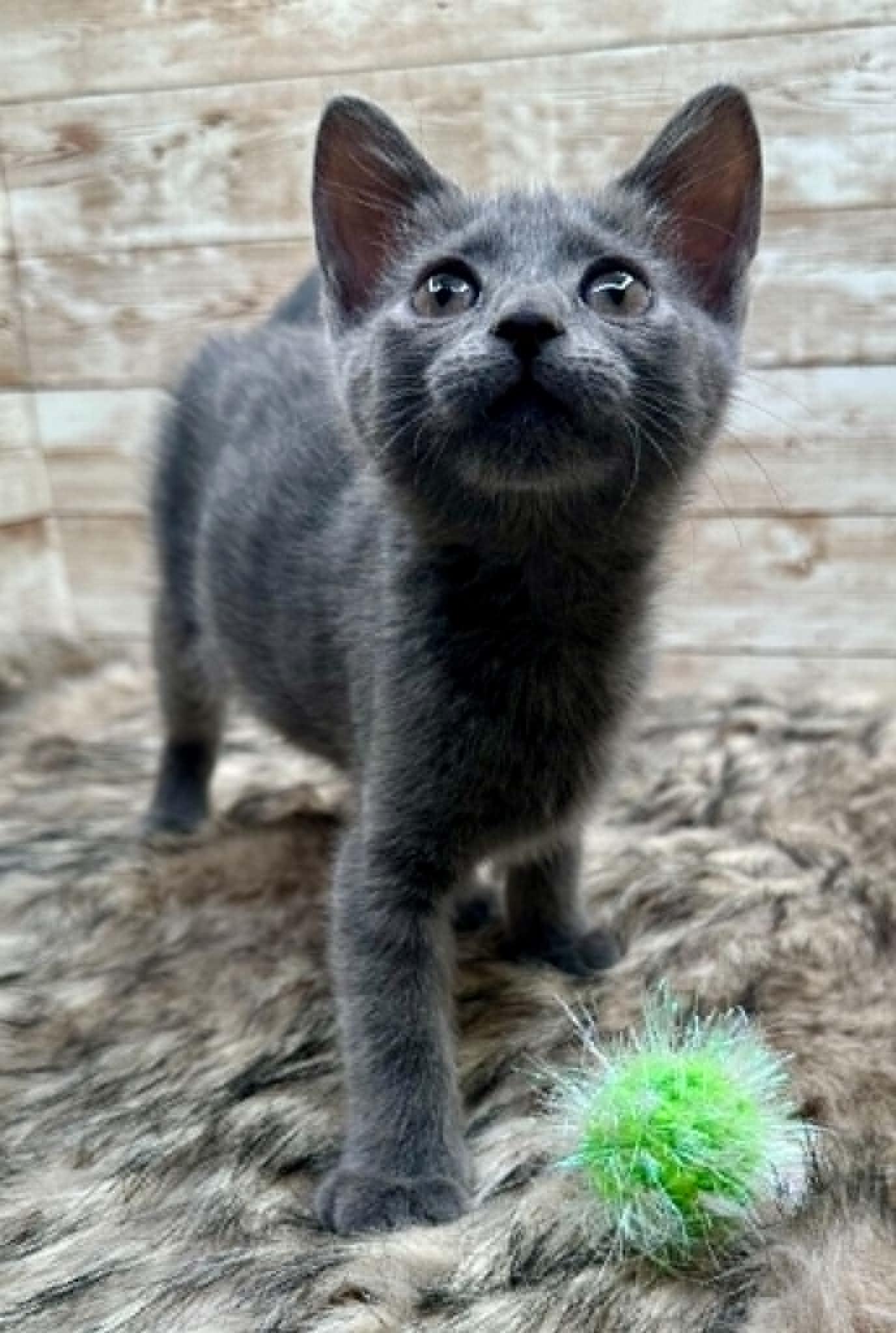 Enlarge Rumi, a ADOPTABLE Domestic Short Hair in Lexington, KY image 3/4