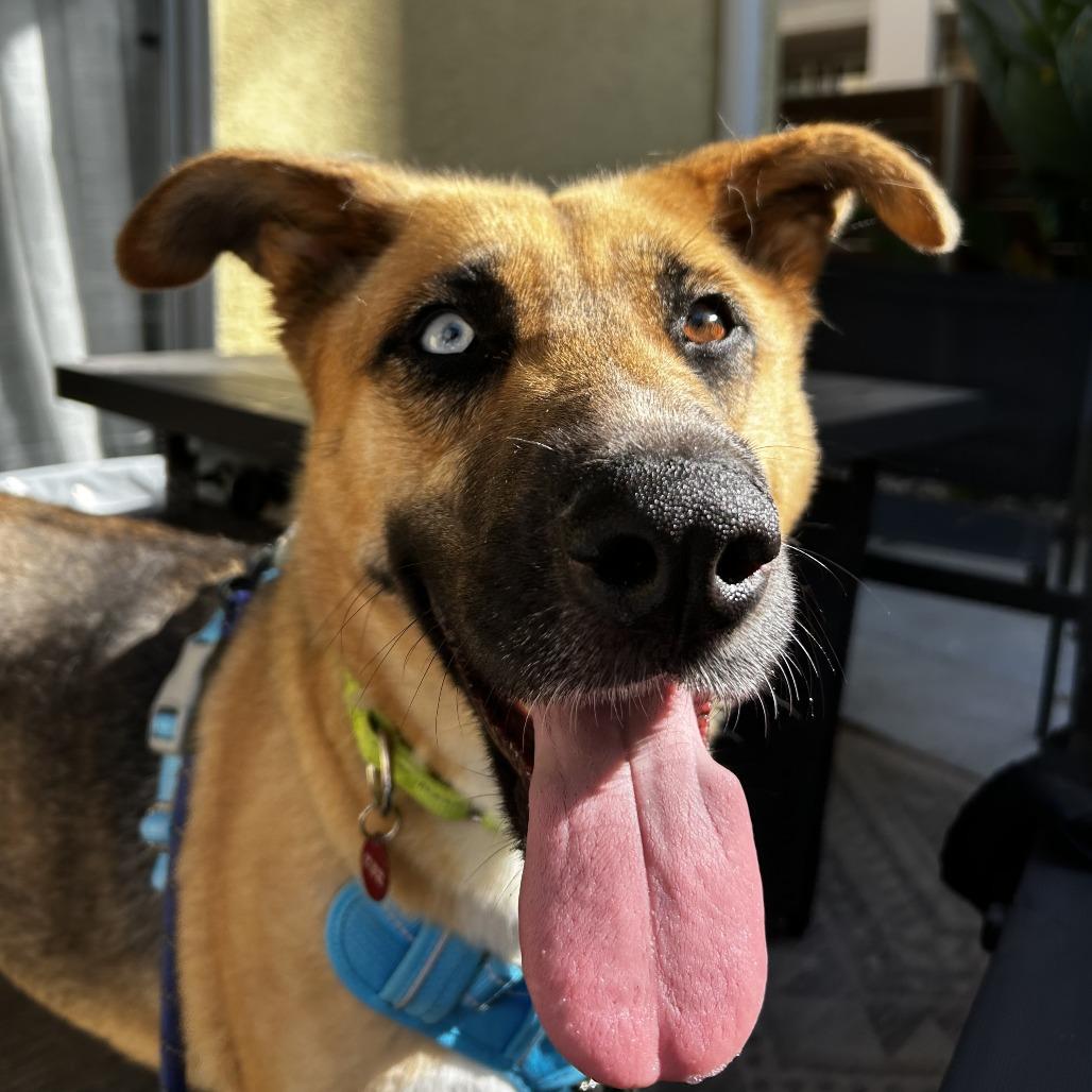 Louise, Adoptable, Adult Female Husky & Shepherd.