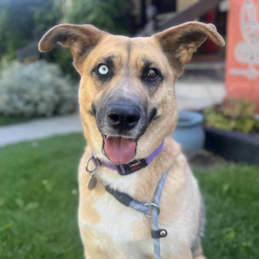 Louise, a Adoptable mixed breed in Salt Lake City, UT image 5/5