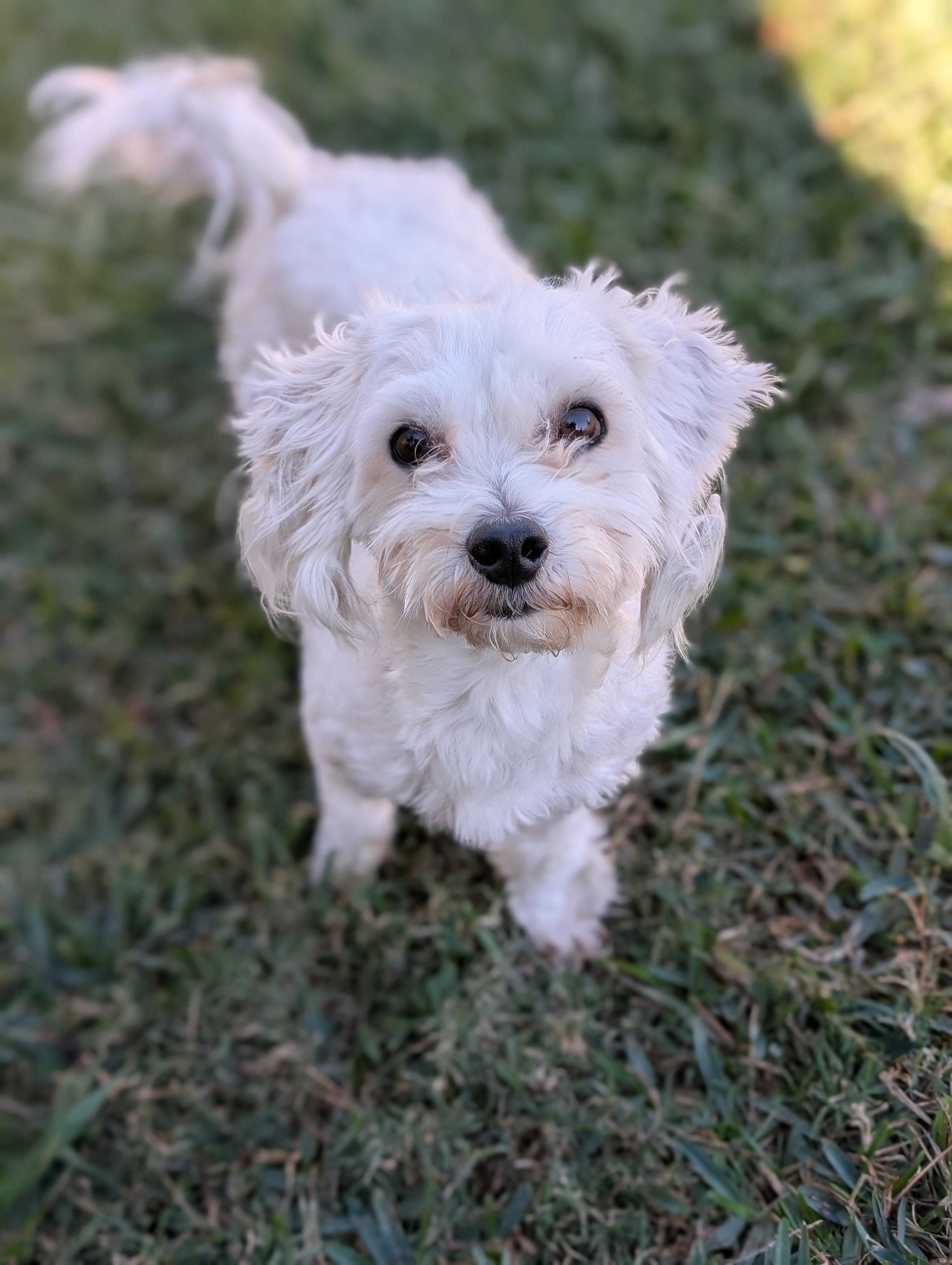 Enlarge Poncho, a Adoptable mixed breed in Baton Rouge, LA image 1/1