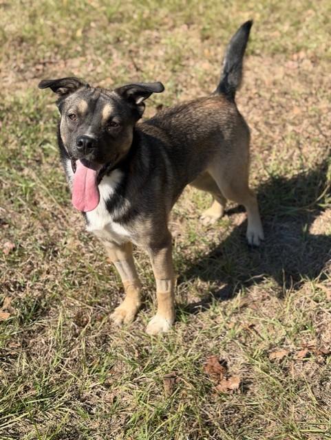 Kit, a Adoptable mixed breed in College Station, TX image 1/4