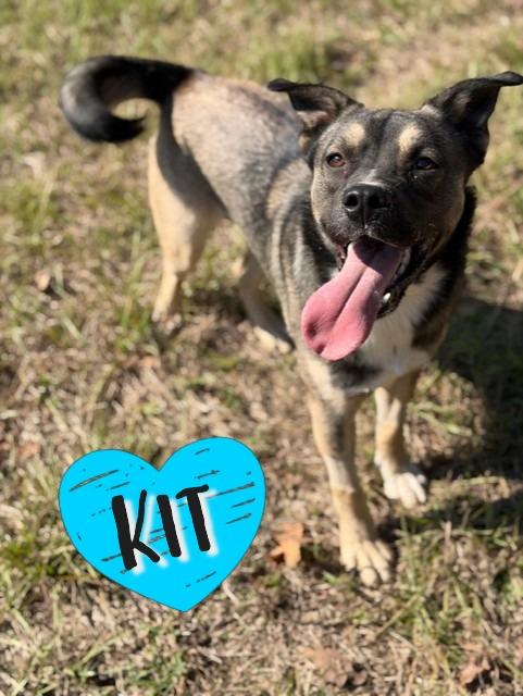 Kit, a Adoptable mixed breed in College Station, TX image 2/4