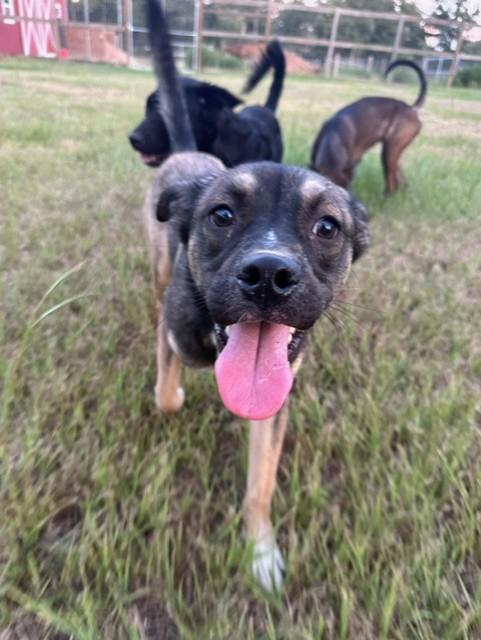 Kit, a Adoptable mixed breed in College Station, TX image 3/4