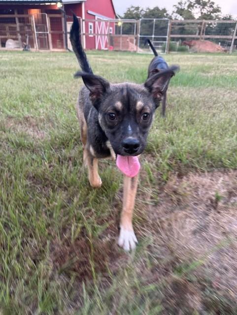 Kit, a Adoptable mixed breed in College Station, TX image 4/4