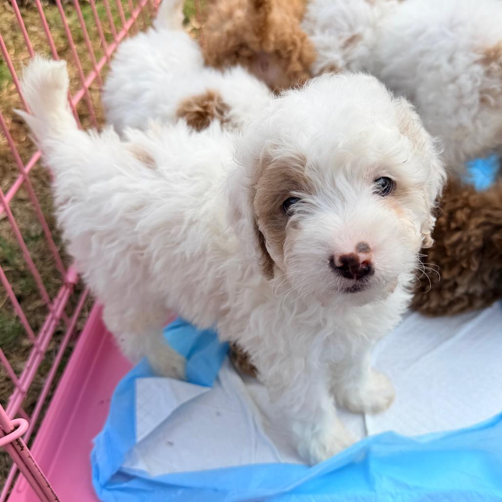 J. Alexander (in PA), Adoptable, Puppy Male Poodle.