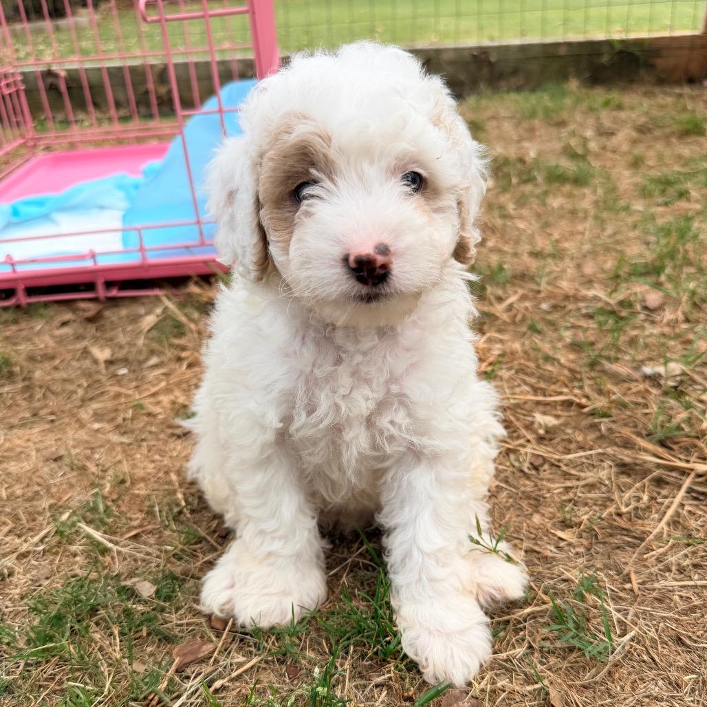 J. Alexander (in PA), a Adoptable Poodle in Huntsville, AL image 2/6