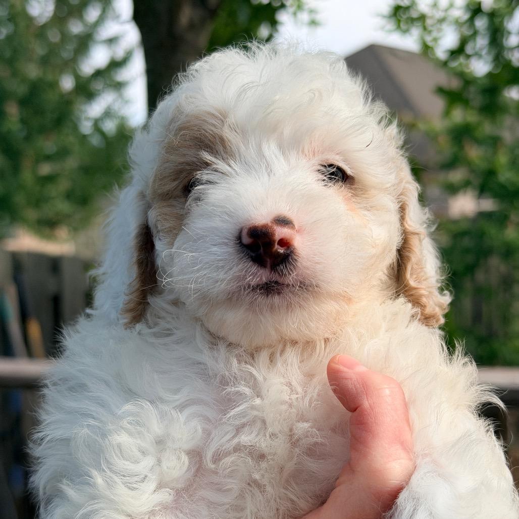 J. Alexander (in PA), a Adoptable Poodle in Huntsville, AL image 3/6