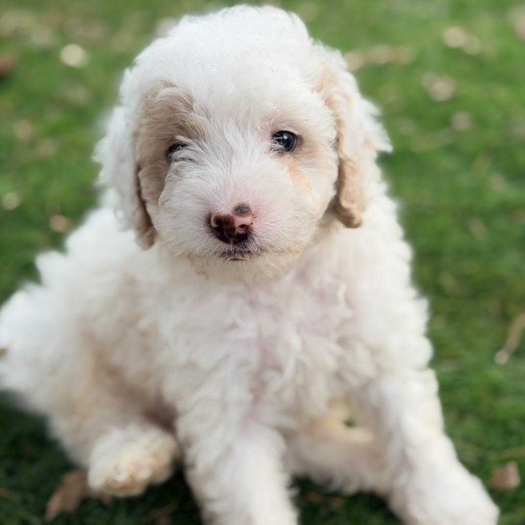 J. Alexander (in PA), a Adoptable Poodle in Huntsville, AL image 4/6