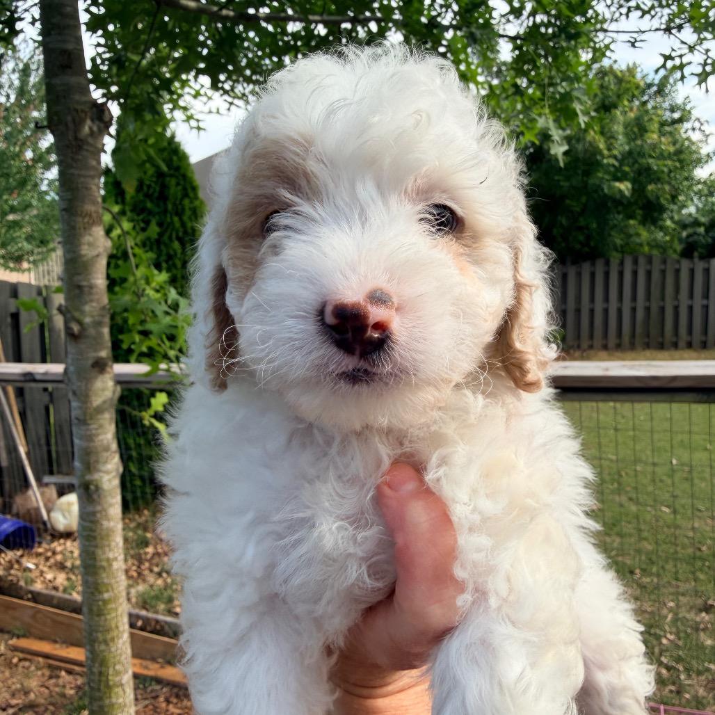 J. Alexander (in PA), a Adoptable Poodle in Huntsville, AL image 5/6