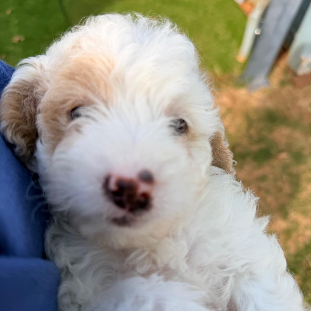 J. Alexander (in PA), a Adoptable Poodle in Huntsville, AL image 6/6