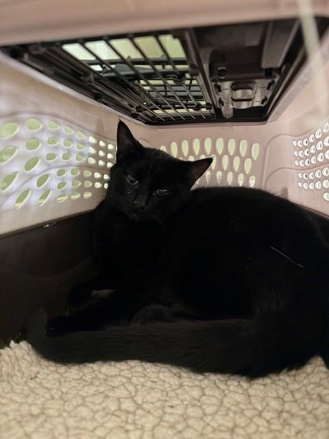 Enlarge Martian, an adopted Domestic Short Hair in Quilcene, WA image 1/1