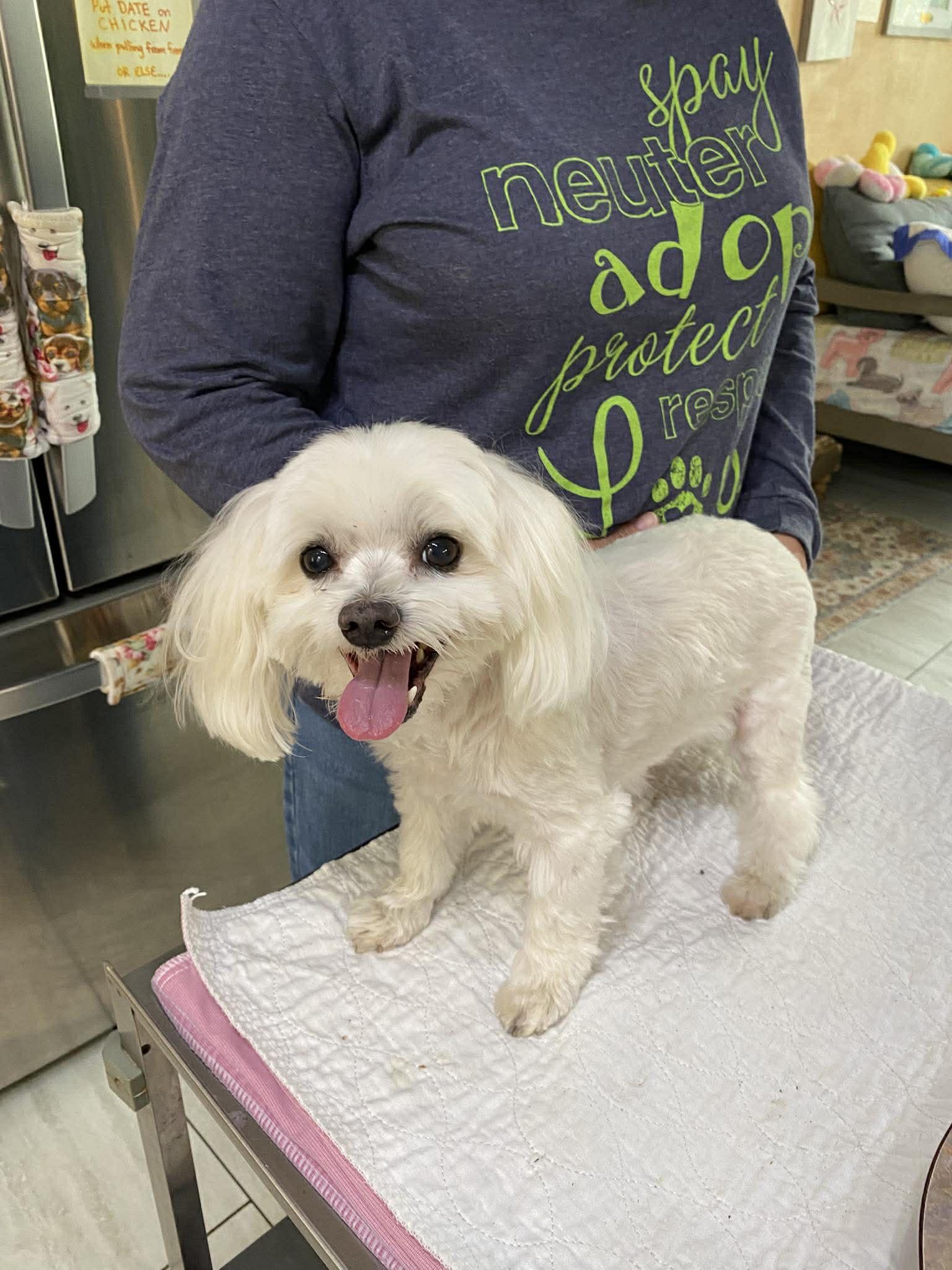 Sir Thor (NOT YET AVAILABLE), Adoptable, Adult Male Maltese.