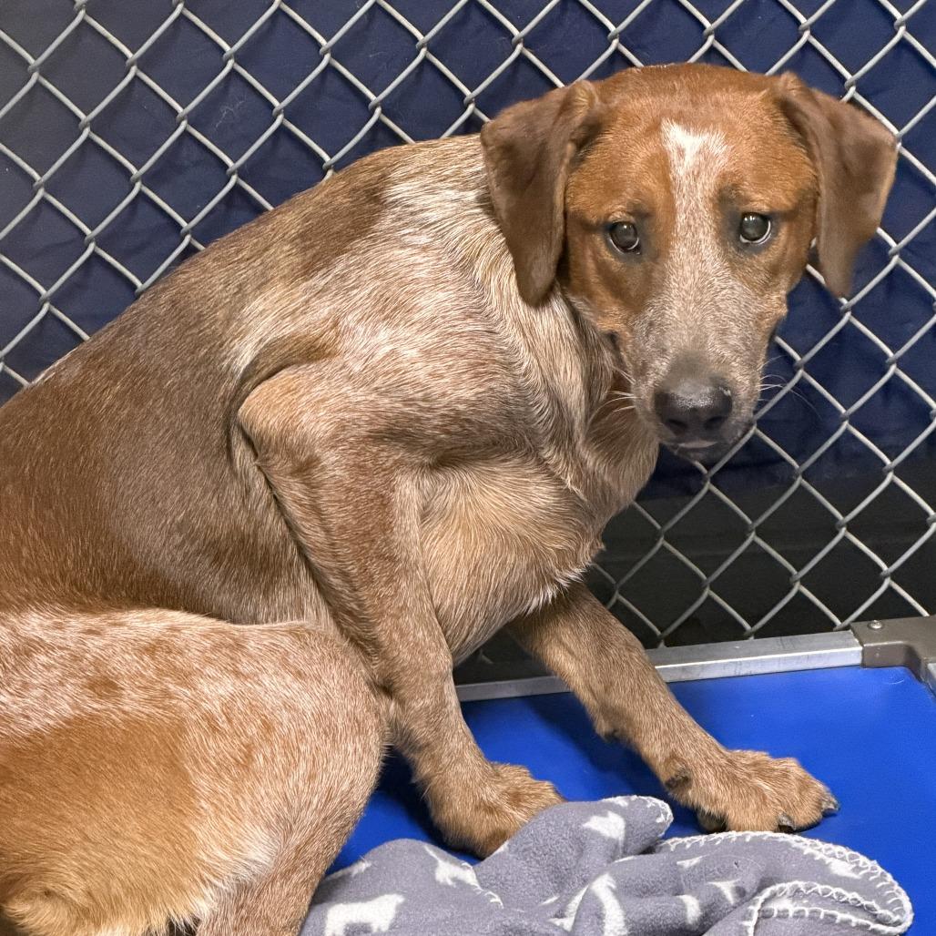Paisley, Adoptable, Young Female English Coonhound.