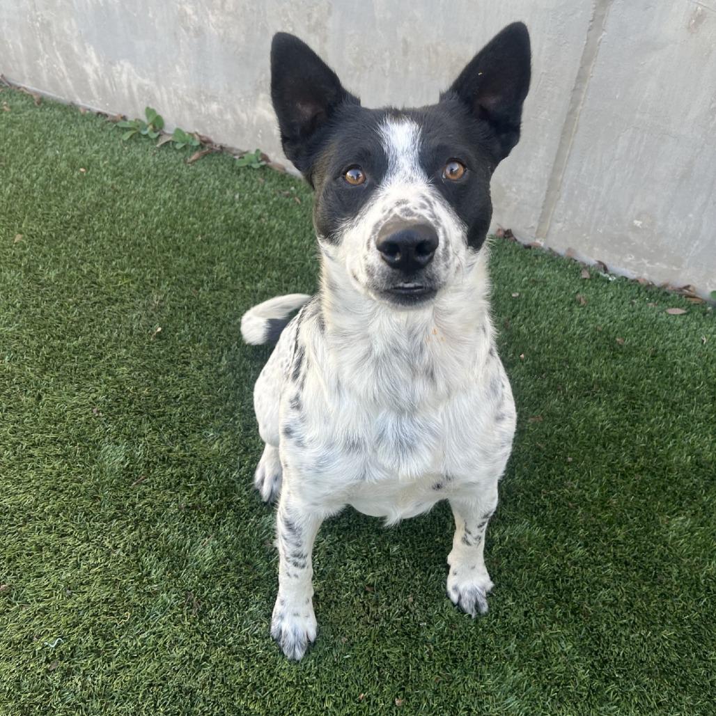 Enlarge Flounder, a Adoptable mixed breed in Fredericksburg, TX image 1/6