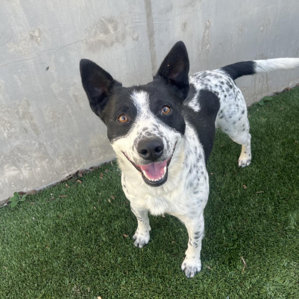 Enlarge Flounder, a Adoptable mixed breed in Fredericksburg, TX image 2/6