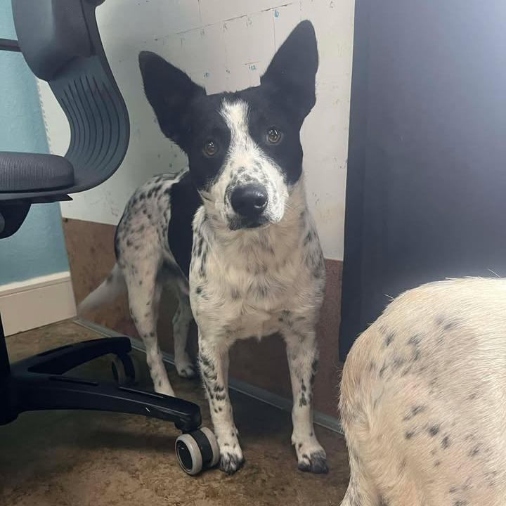 Enlarge Flounder, a Adoptable mixed breed in Fredericksburg, TX image 3/6