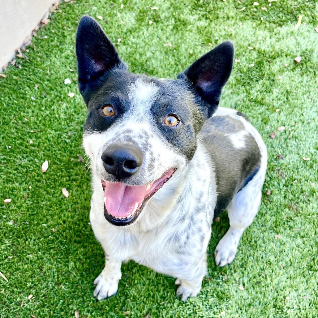 Enlarge Flounder, a Adoptable mixed breed in Fredericksburg, TX image 4/6