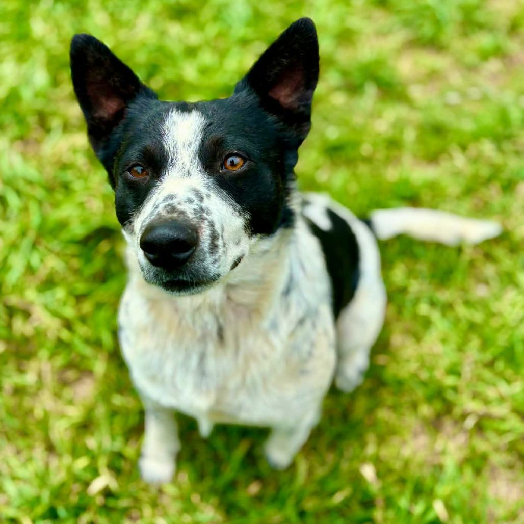 Enlarge Flounder, a Adoptable mixed breed in Fredericksburg, TX image 4/6